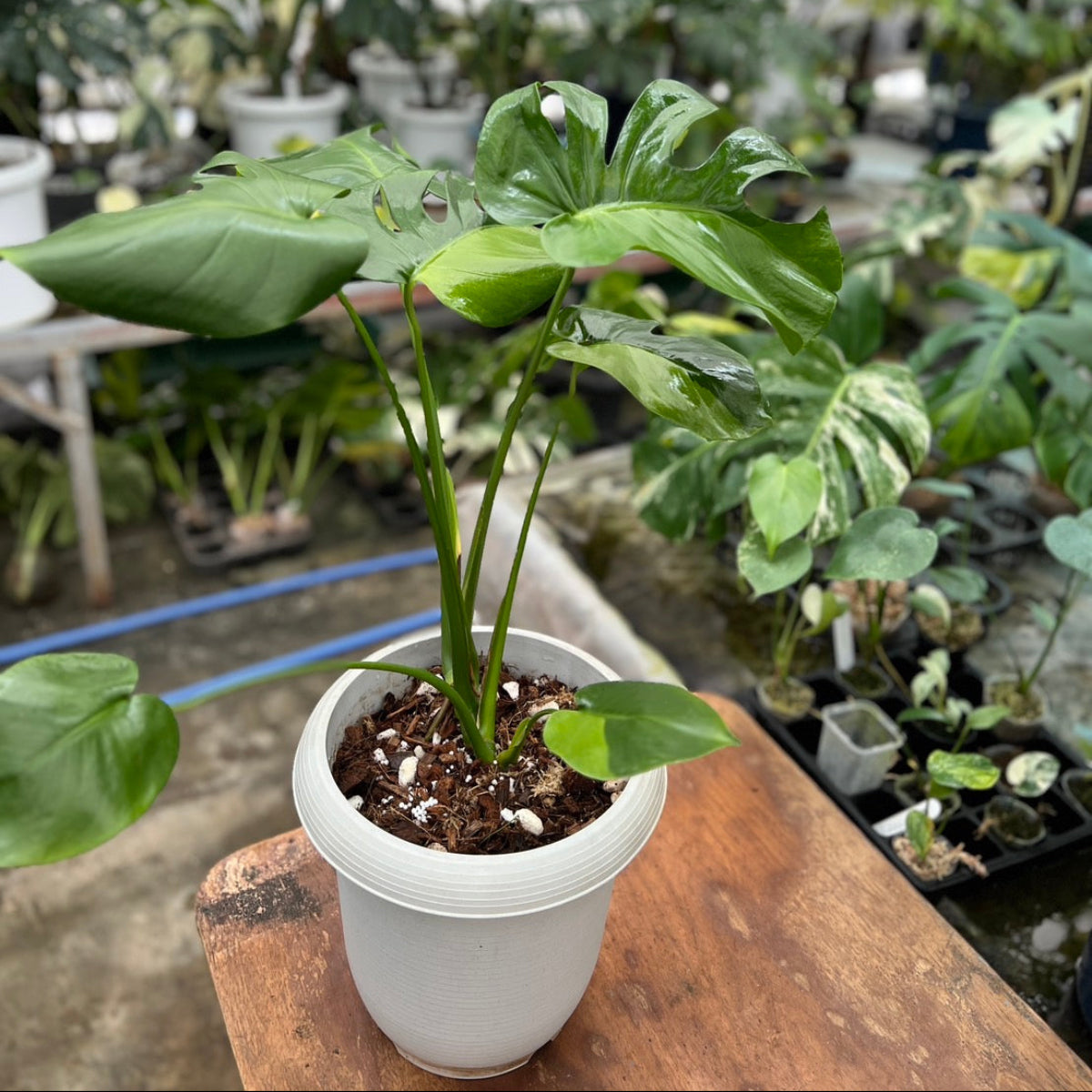 初出品【セレクト】モンステラ　デリシオーサ 'グリーンオングリーン'　