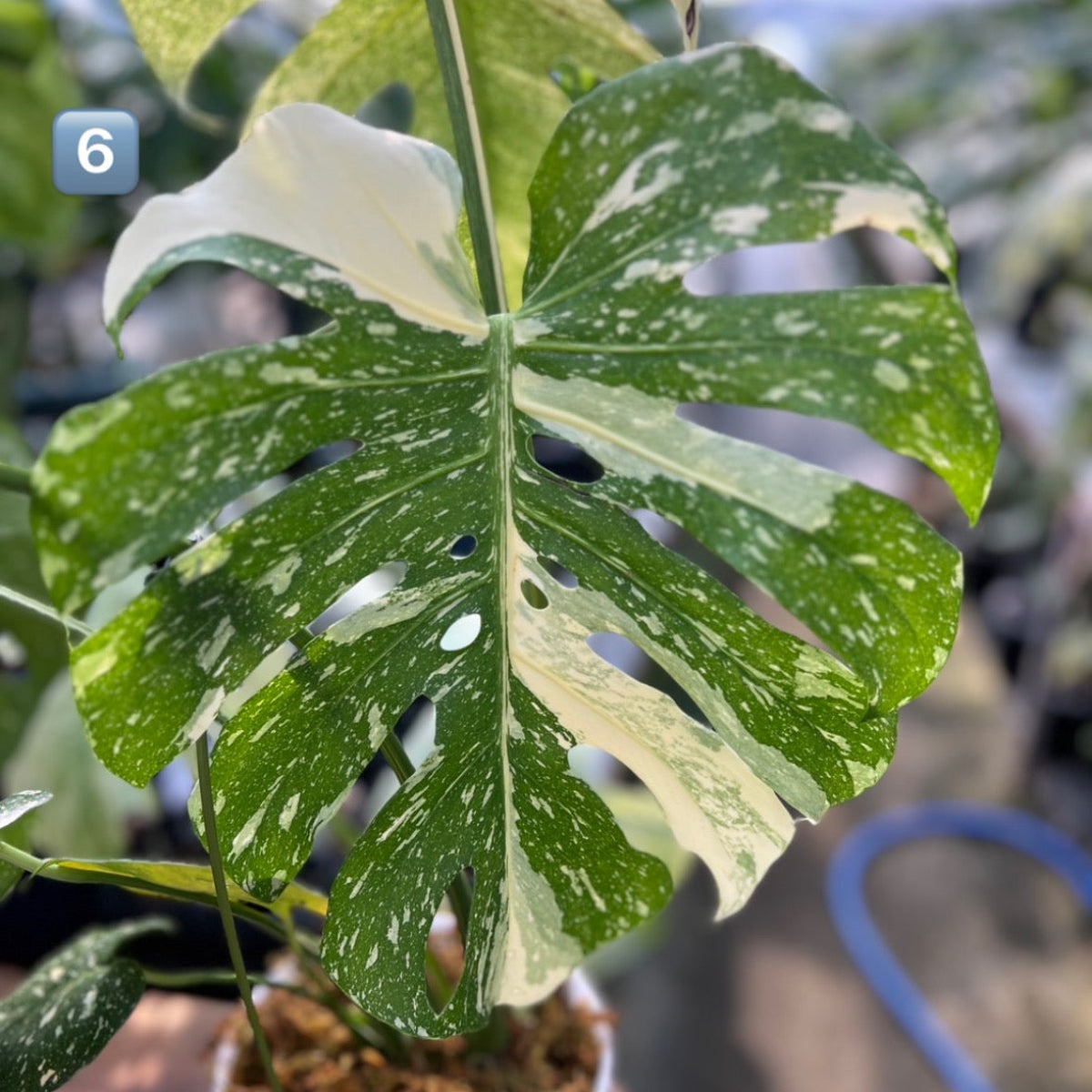 【希少】モンステラ・デリシオーサ　'タイコンステレーション【スターライト】'