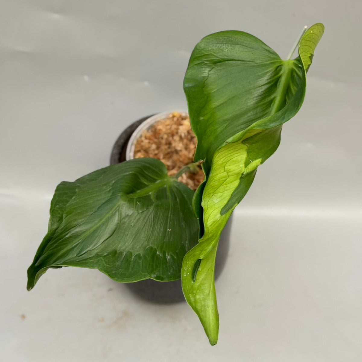 モンステラ Monstera – Page 2 – RARE PLANTS JAPAN (レアプランツ