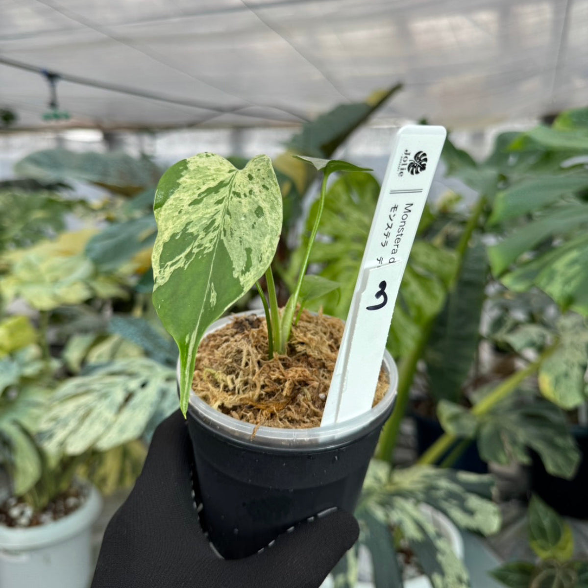 【希少/コレクション】モンステラ・デリシオーサ 'ベトシオーサ' TC苗順化済み