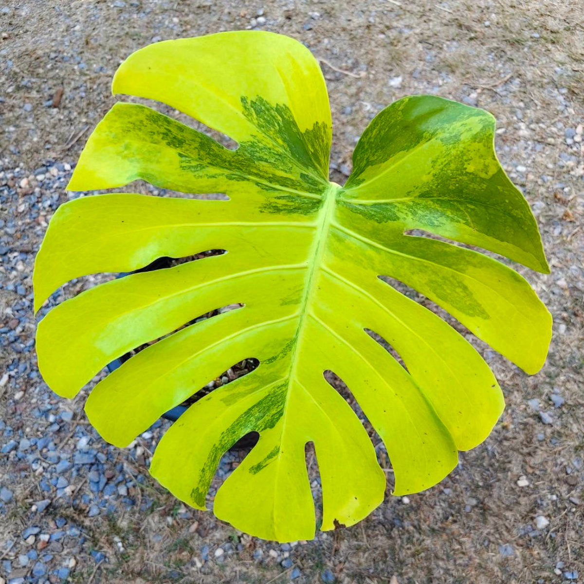 【Live販売】 12番　モンステラ・デリシオーサ　'イエローマリリン'ミューテーション