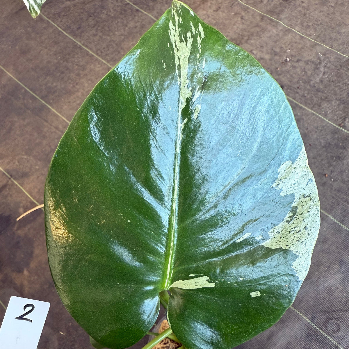 【厳選2株追加】モンステラ・デリシオーサ 'ベトシオーサ'