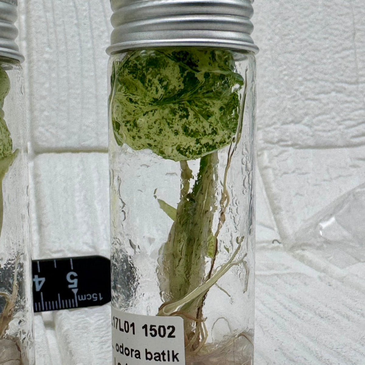 ビトロ苗（瓶入り） – RARE PLANTS JAPAN (レアプランツジャパン)