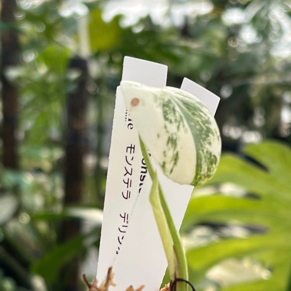 【限定2株/シロウト園芸選抜】モンステラ デリシオーサ  'ミント 斑入り'2号