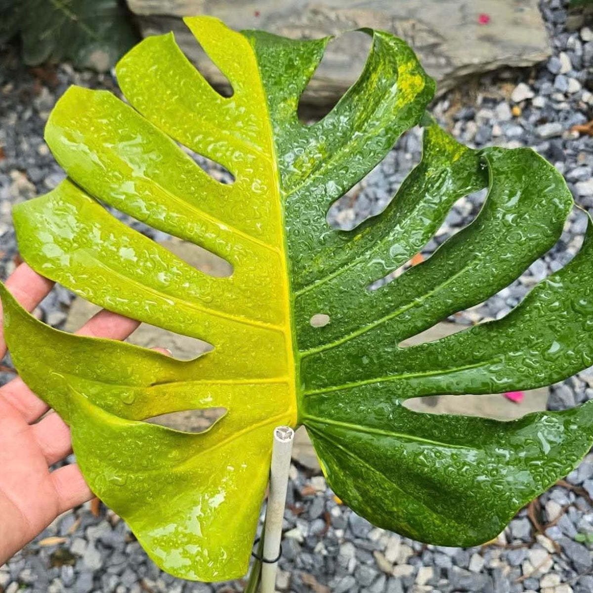 全植物一覧 – Page 3 – RARE PLANTS JAPAN (レアプランツジャパン)