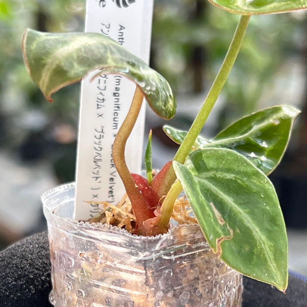 【選択可能】【選抜】アンスリウム Anthurium (magnificum × ‘Black Velvet’) × crystallinum × ‘Michelle’ F3