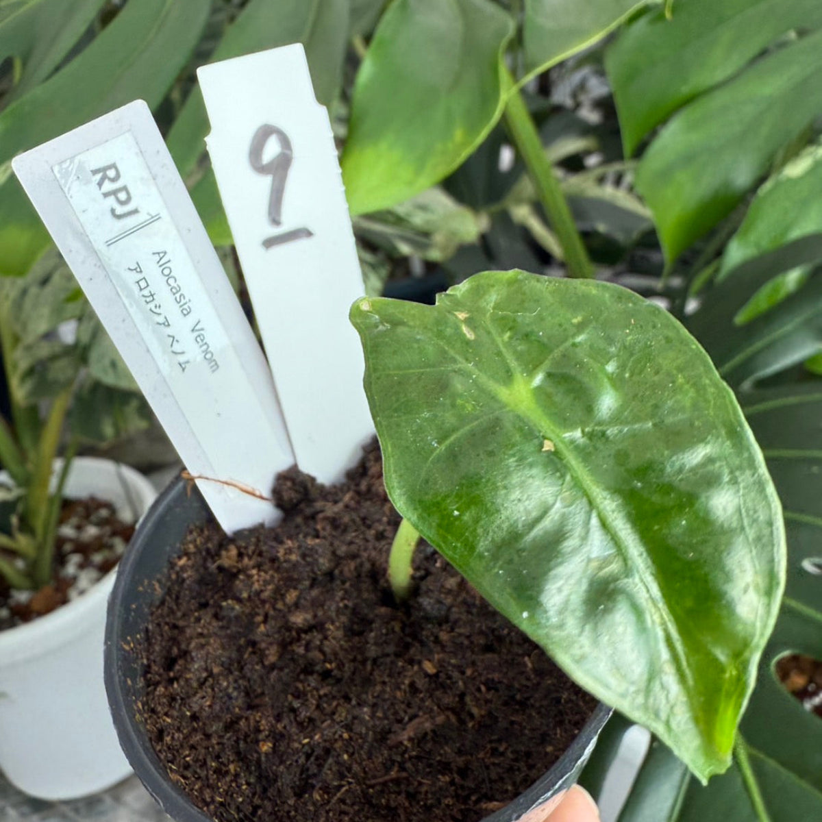 【希少】アロカシア 'ベノム(ヴェノム)' 順化済み