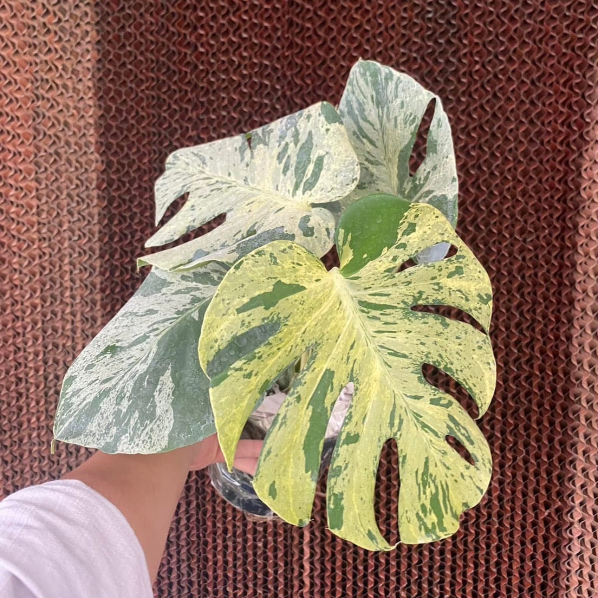 コレクション】モンステラ・デリシオーサ 'ベトシオーサ' TC苗順