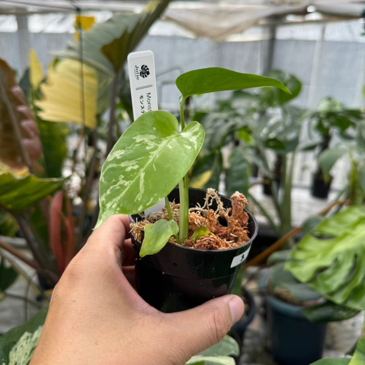 コレクション】モンステラ・デリシオーサ 'ベトシオーサ' TC苗順化済み