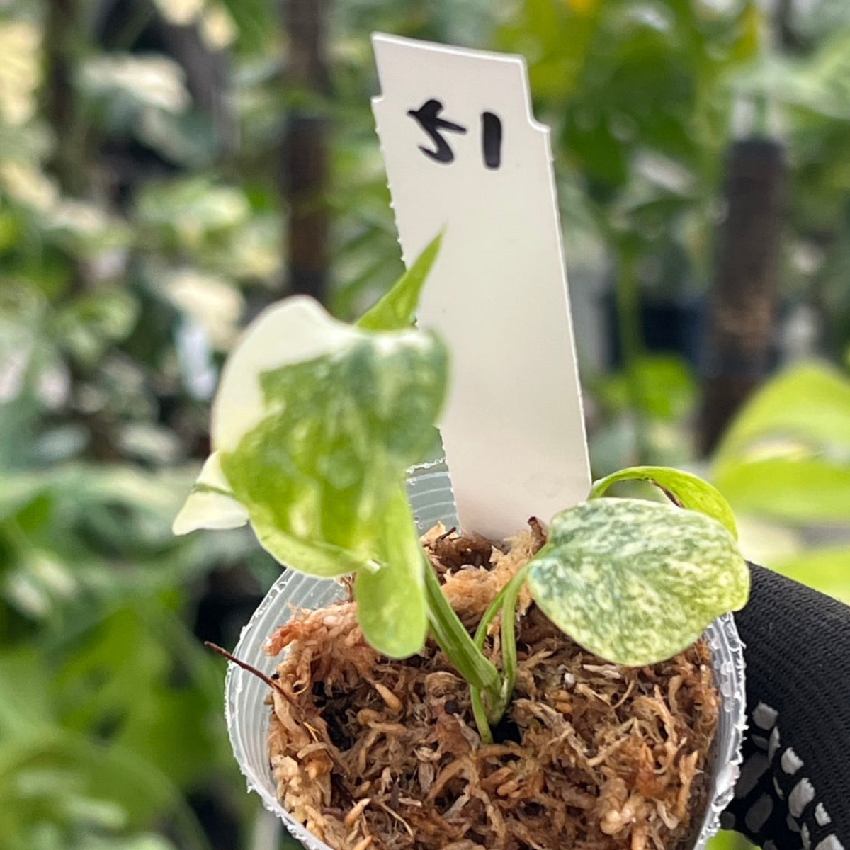 シロウト園芸選抜株/2号サイズ】モンステラ・デリシオーサ 'タイ