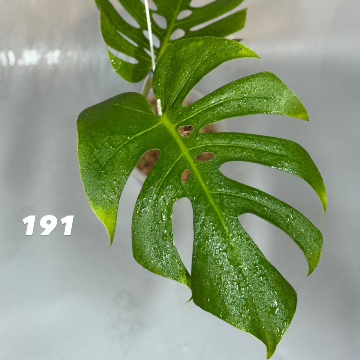 【タイナーセリー直売】モンステラ  デリシオーサ　'NO 6'【送料着払い】【190/191/192】