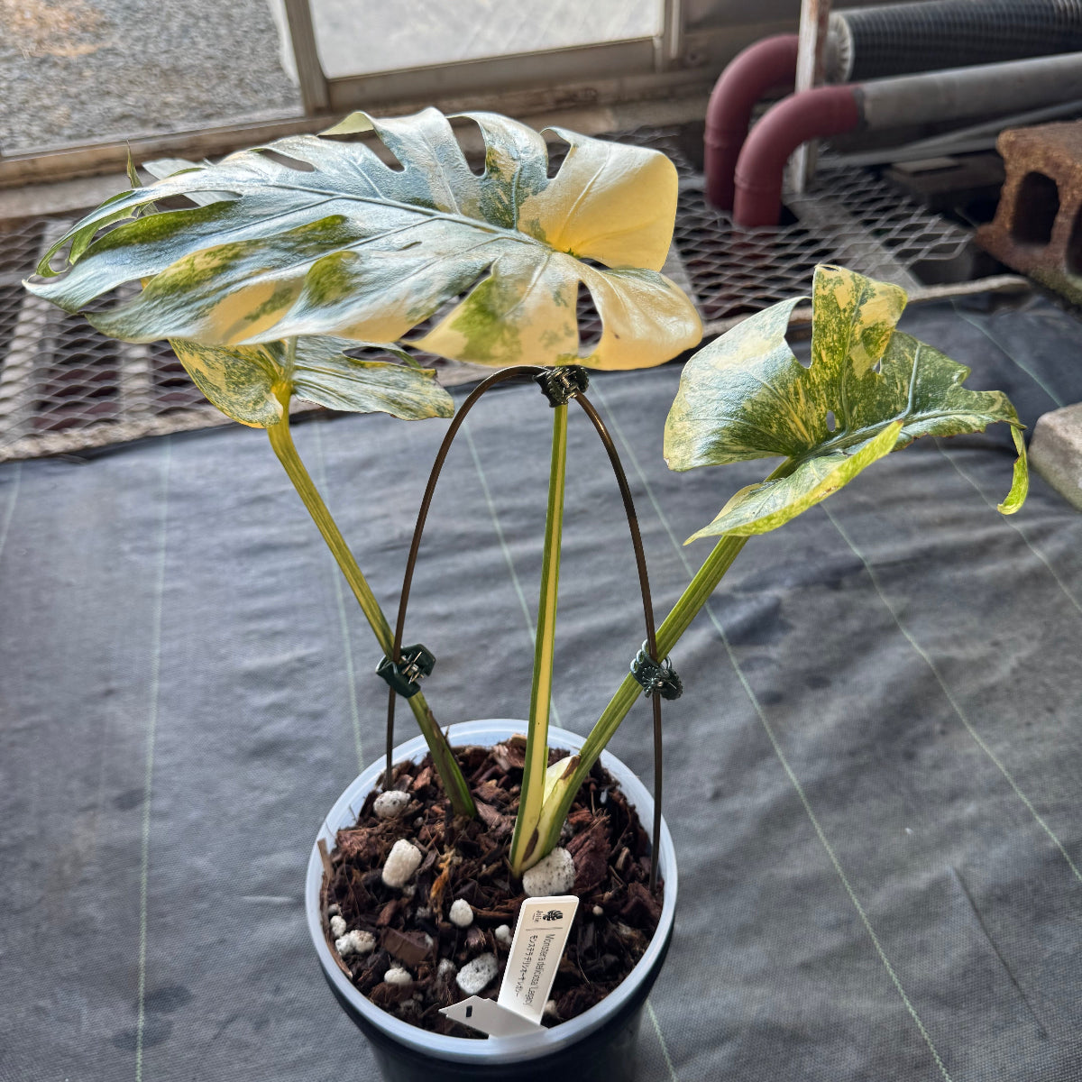 希少】モンステラ デリシオーサ 'レガシー' カット苗 発根確認済