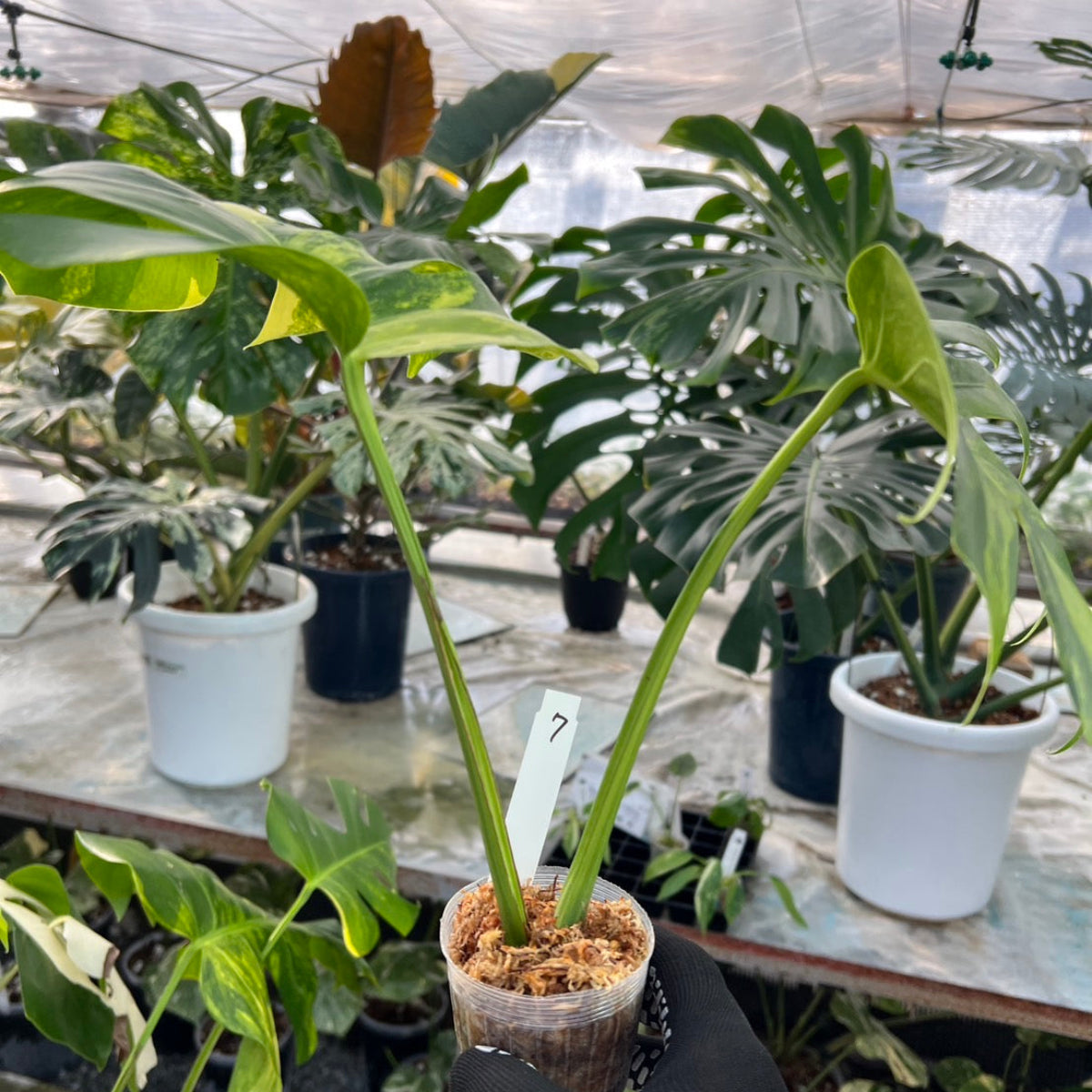 【選抜】モンステラ・デリシオーサ var. ボルシギア 'オーレア'