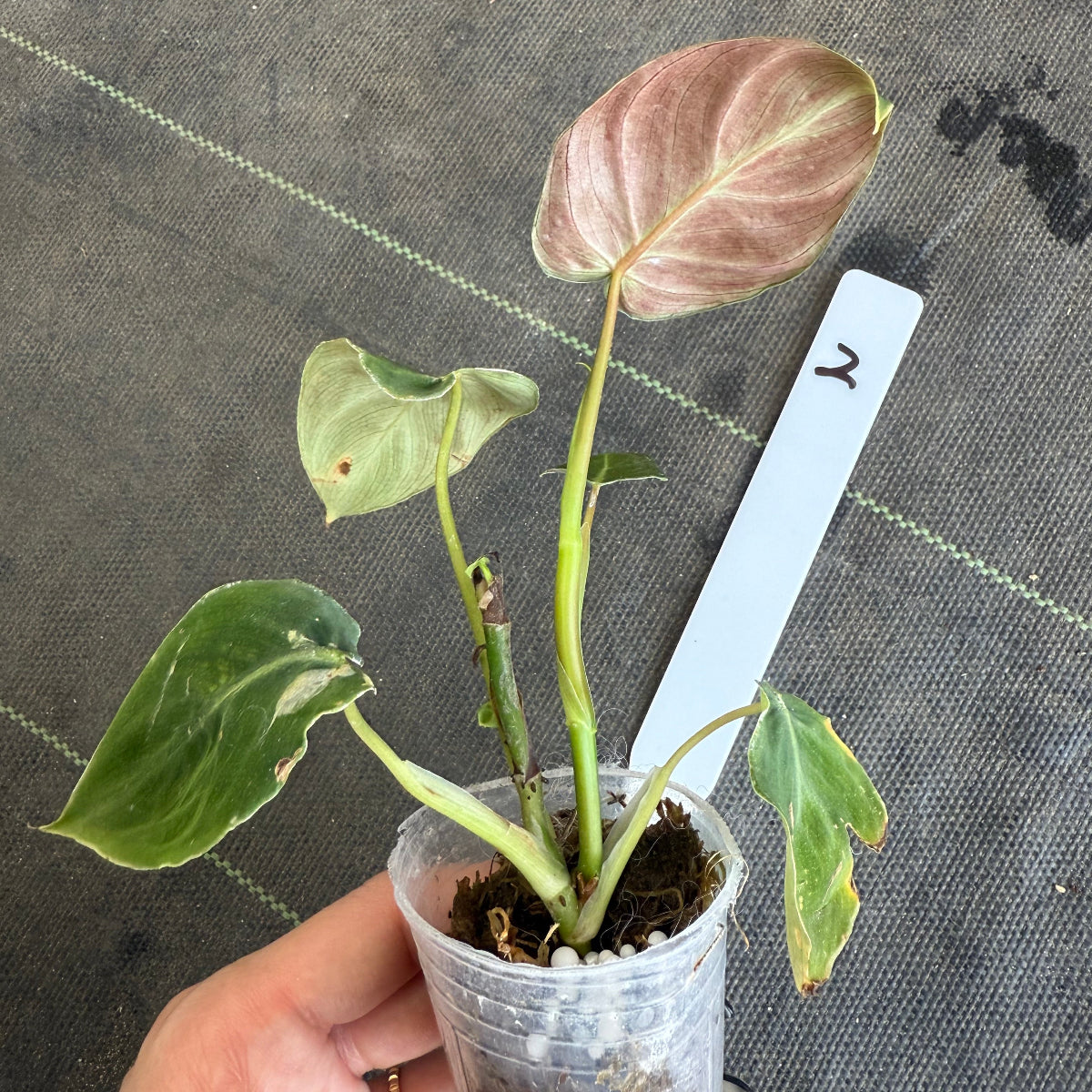 発売再開】フィロデンドロン アマゾンサンセット 2号サイズ – RARE