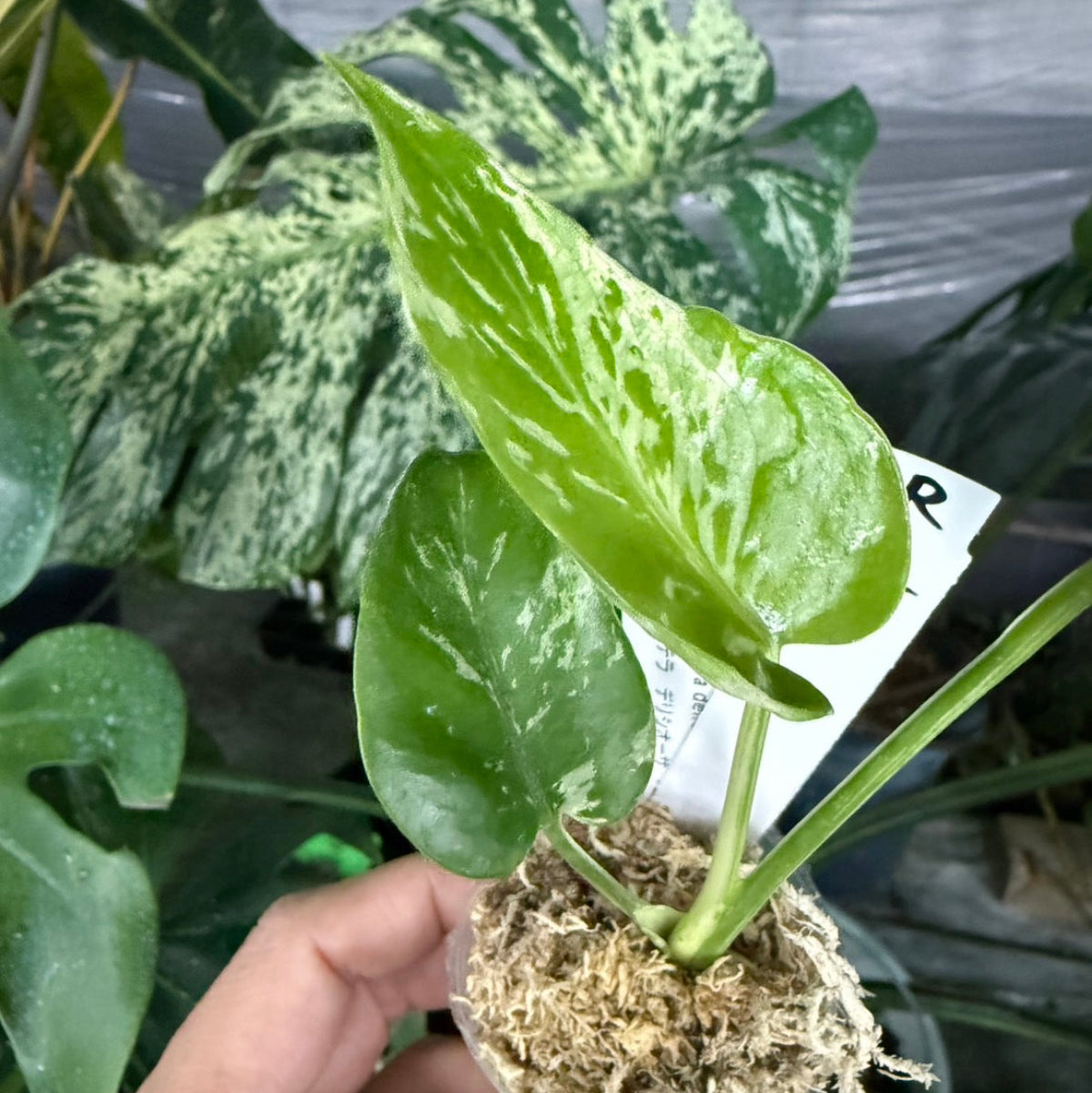 【選抜/コレクション】モンステラ・デリシオーサ 'ベトシオーサ'2号サイズ