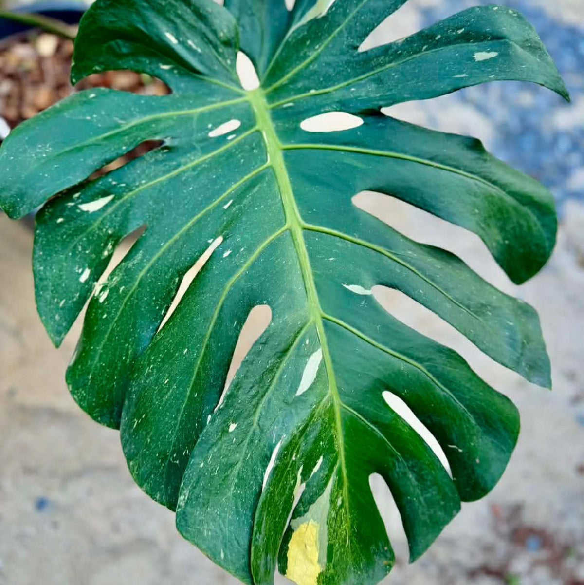 【Live販売】 53番　モンステラ・デリシオーサ NOID『009』