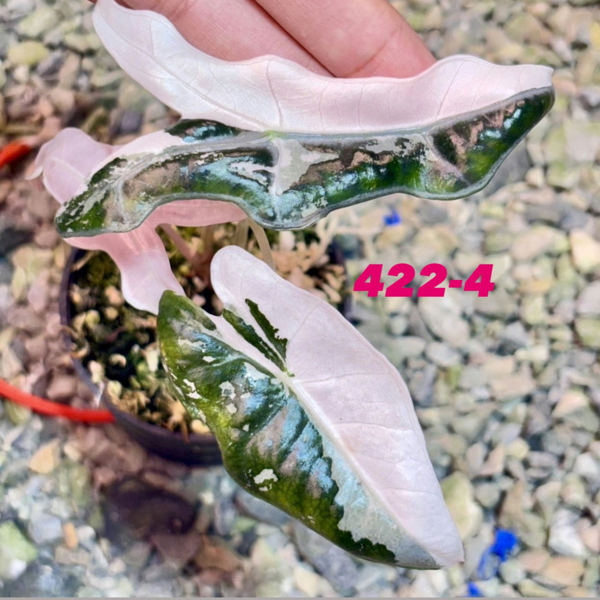 予約販売7-422-1/2/3/4/5/6】アロカシア 'ノビリス (K) ピンク' – RARE