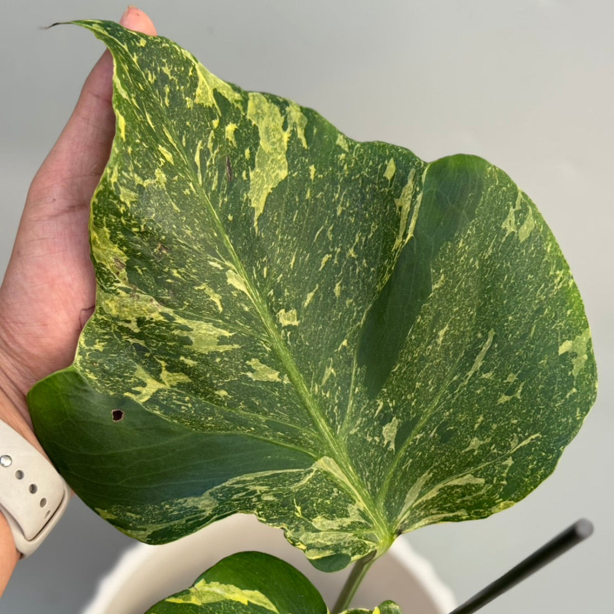 全植物一覧 – RARE PLANTS JAPAN (レアプランツジャパン)
