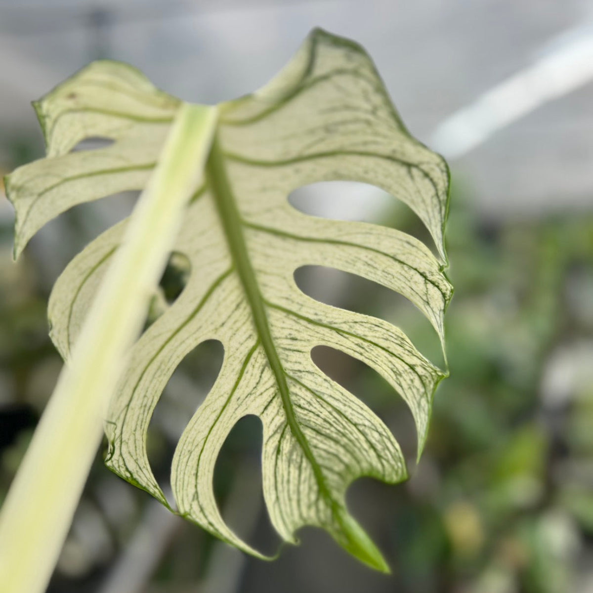 希少/コレクション】モンステラ 'デビルモンスター' カット苗 発根確認