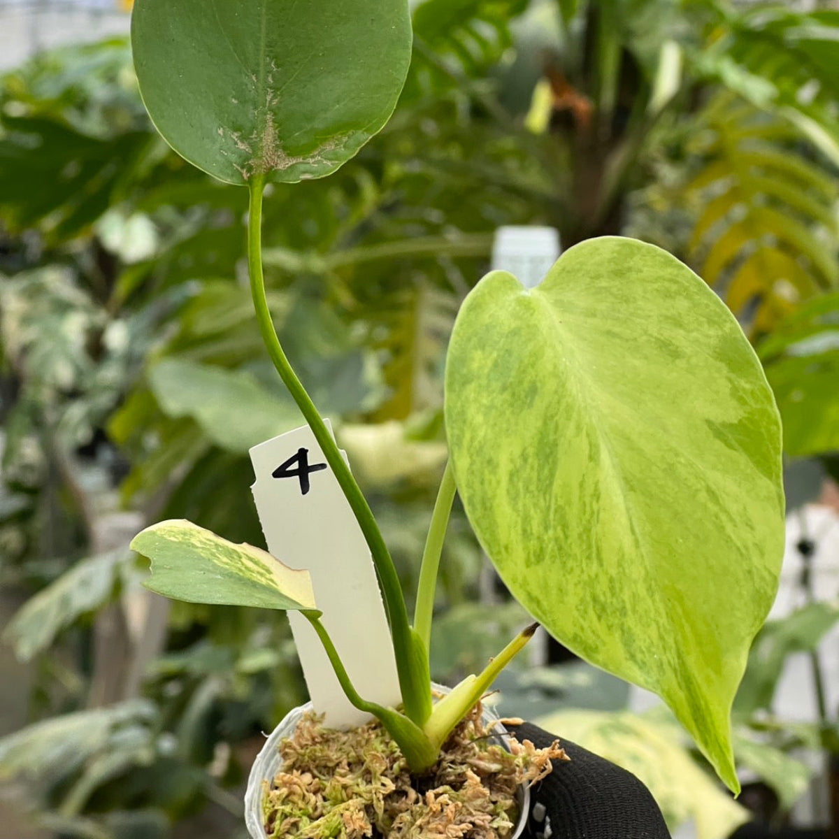 モンステラ・デリシオーサ 'イエローマリリン' 2号 TC株 順化済み