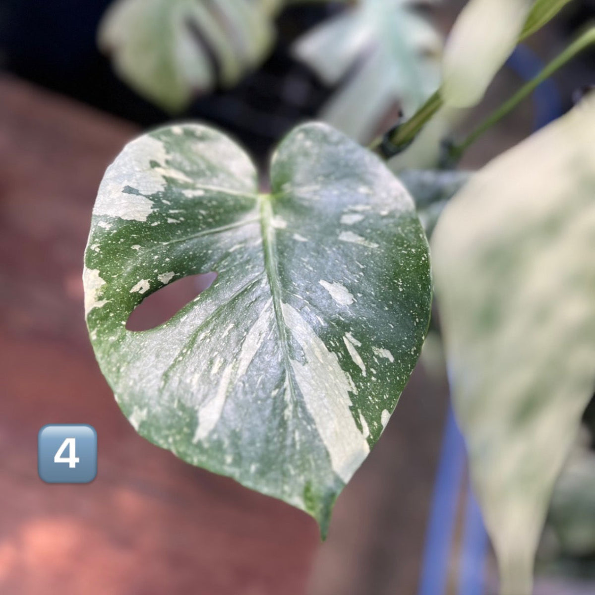 モンステラ タイ コンステレーション ‘スターライト’ 希少】モンステラ・デリシオーサ 'タイコンステレーション【スター