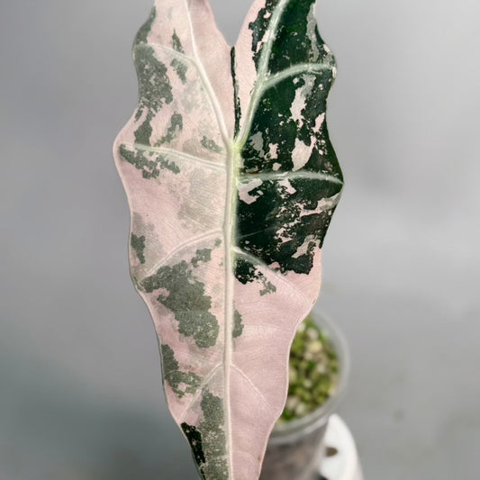 【予約販売6-404】アロカシア 'Amazonica pink supper Narrow'