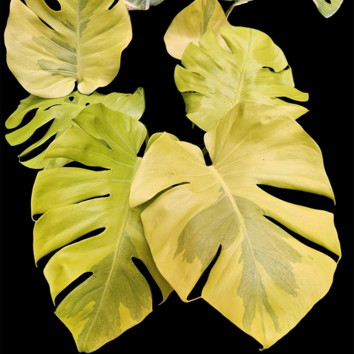 観葉植物 – RARE PLANTS JAPAN (レアプランツジャパン)