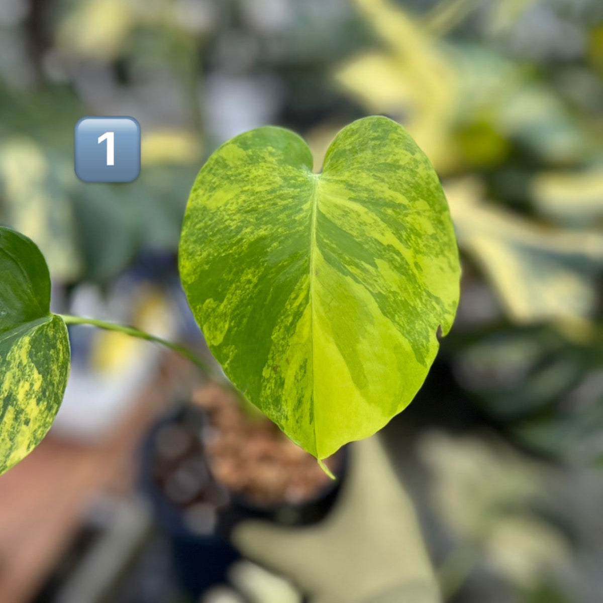 超希少】モンステラ デリシオーサ イエローマリリン トップカット　2-3芽付き モンステラ・デリシオーサ 'イエローマリリン' 3号 TC株 順化