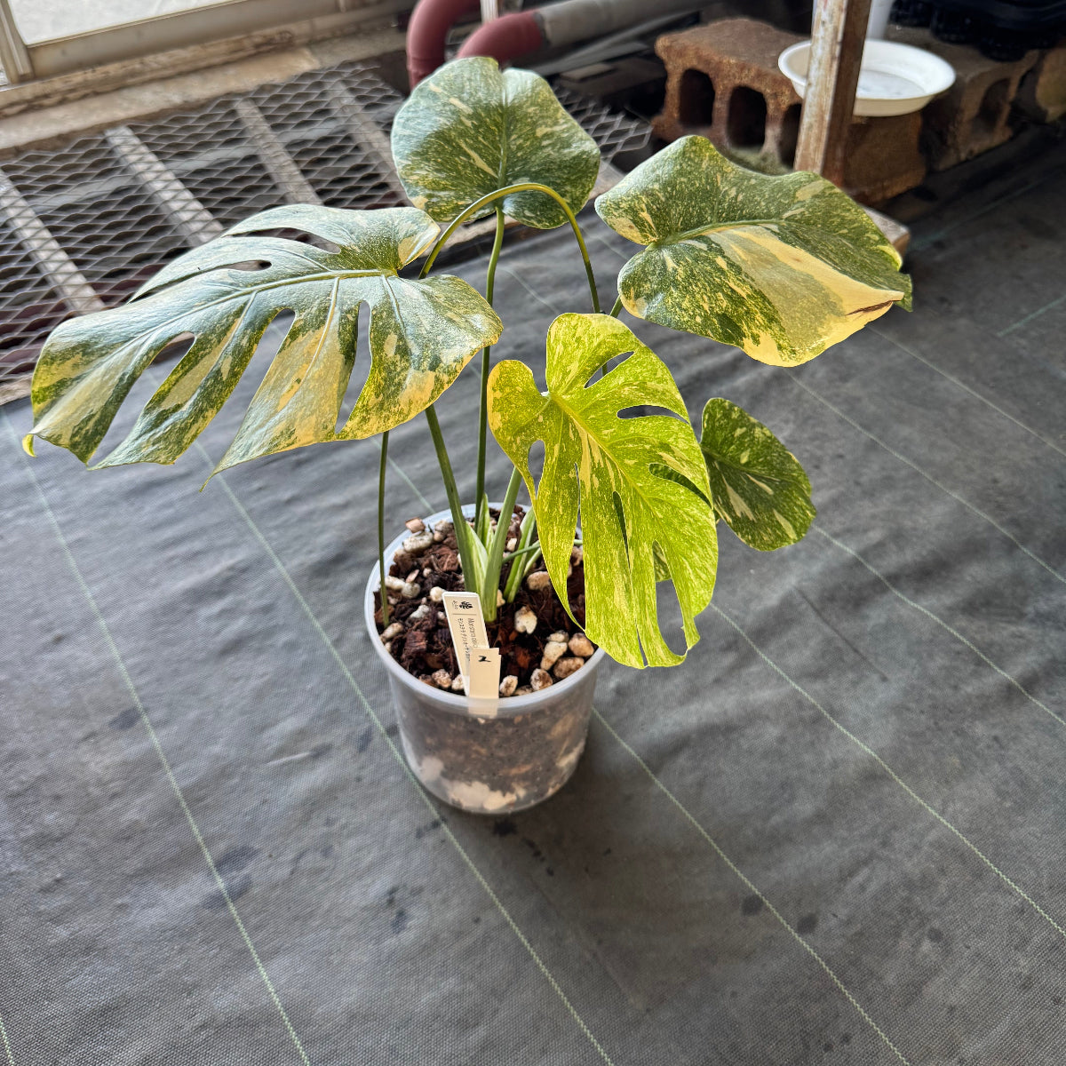 【希少】モンステラ デリシオーサ  'レガシー' カット苗　発根確認済