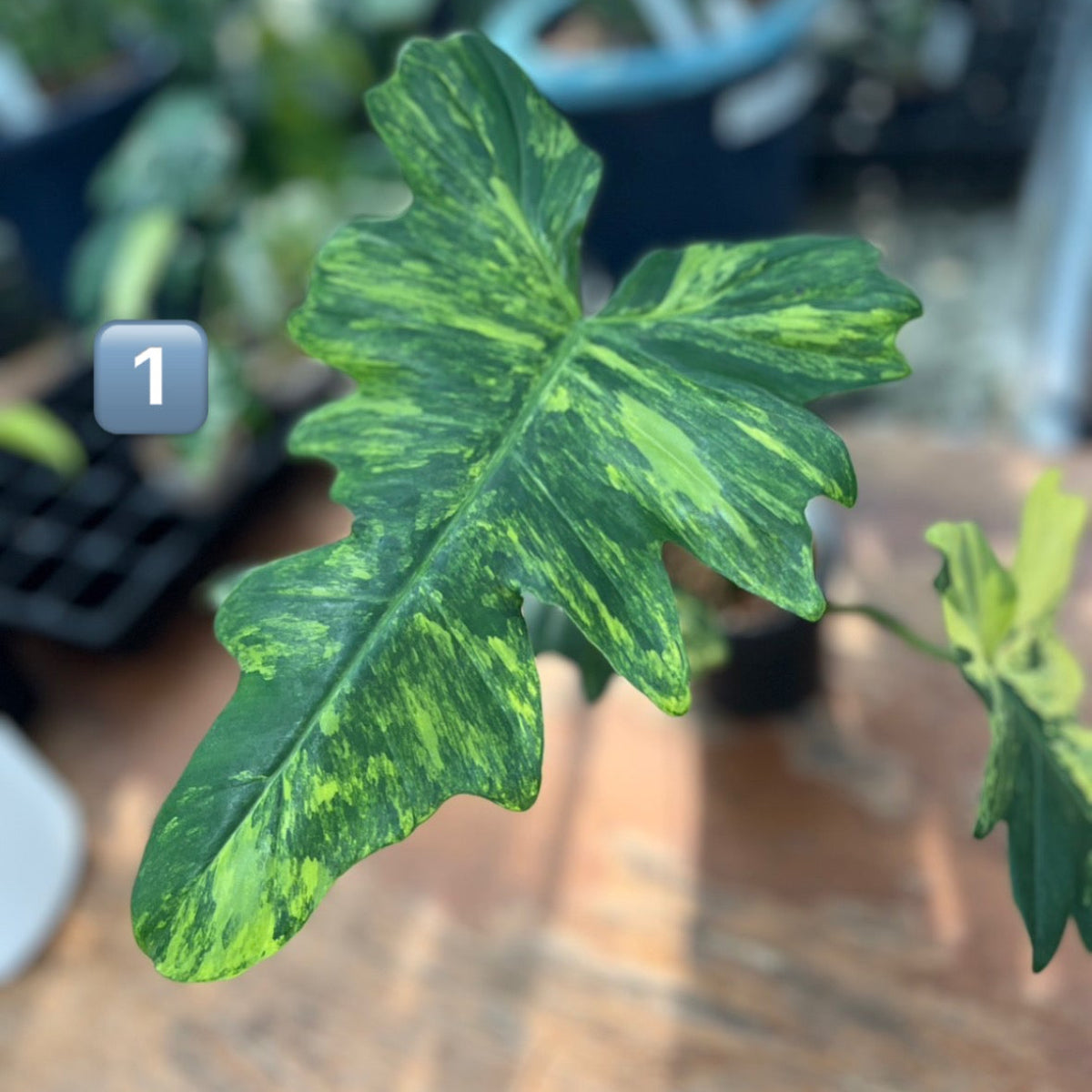 【希少/コレクション】フィロデンドロン 'キティナ'（フロリダビューティー✖️マヨイ）