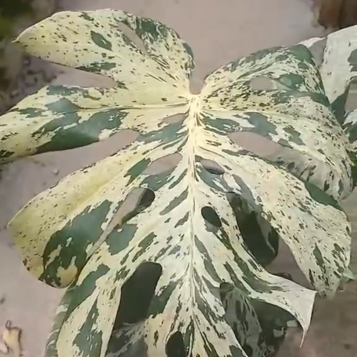 予約販売】【コレクション】モンステラ・デリシオーサ 'ベトシオーサ 予約販売】【コレクション】モンステラ・デリシオーサ 'ベトシオーサ