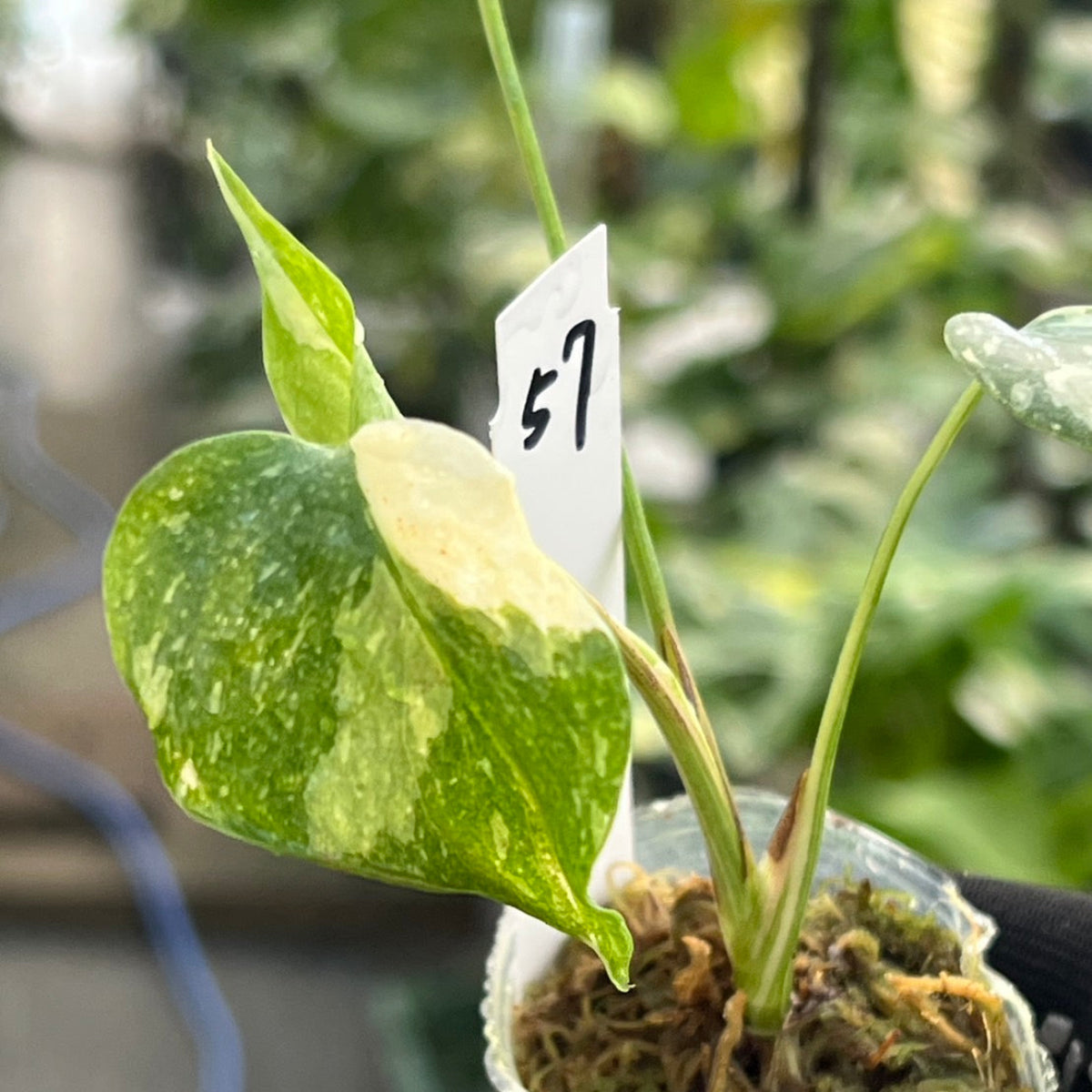 【シロウト園芸選抜株/2号サイズ】モンステラ・デリシオーサ　'タイコンステレーション'