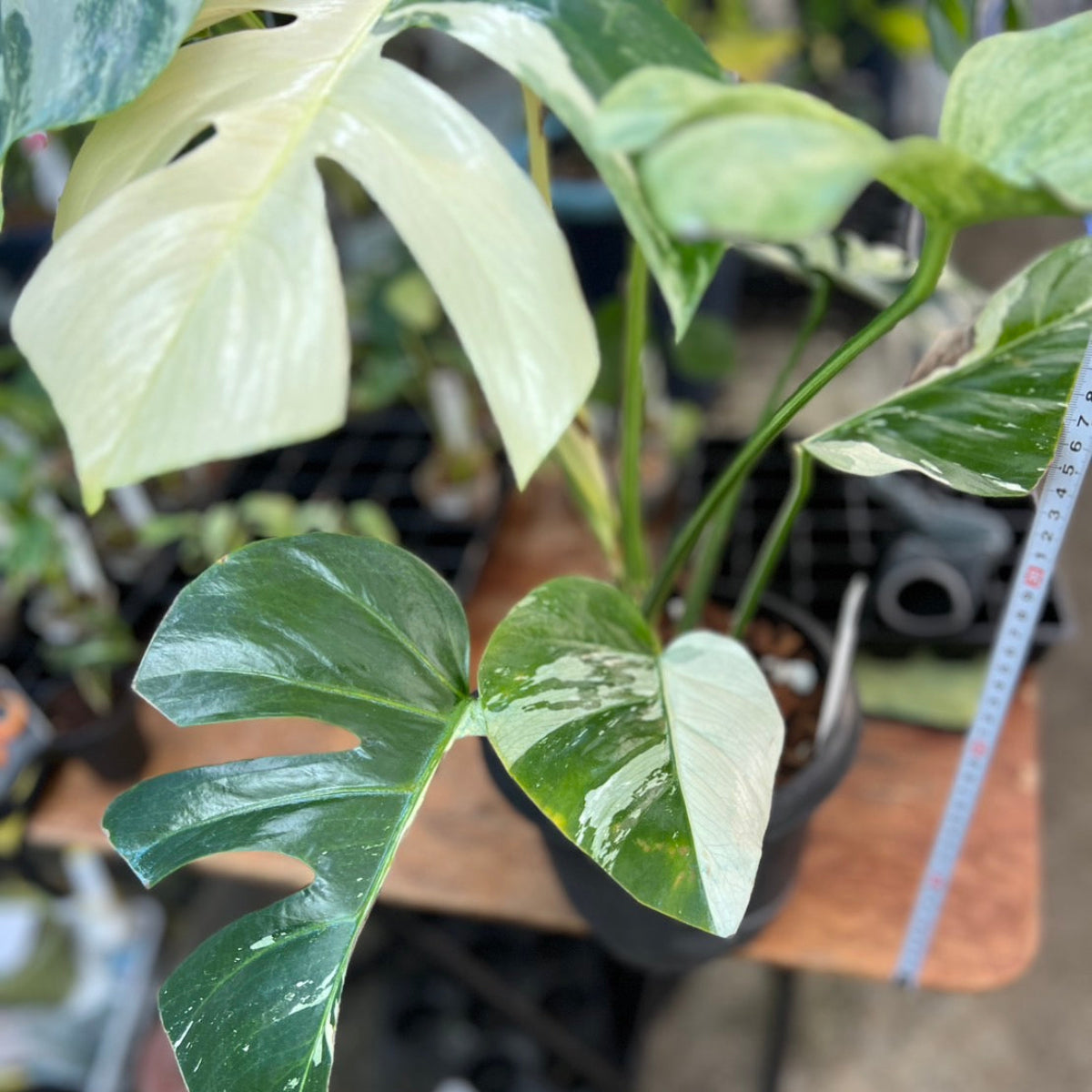 【厳選/コレクション】モンステラ  ボルシギアナ'ミント(デリシオーサ x ボルシギアナ ミント)'