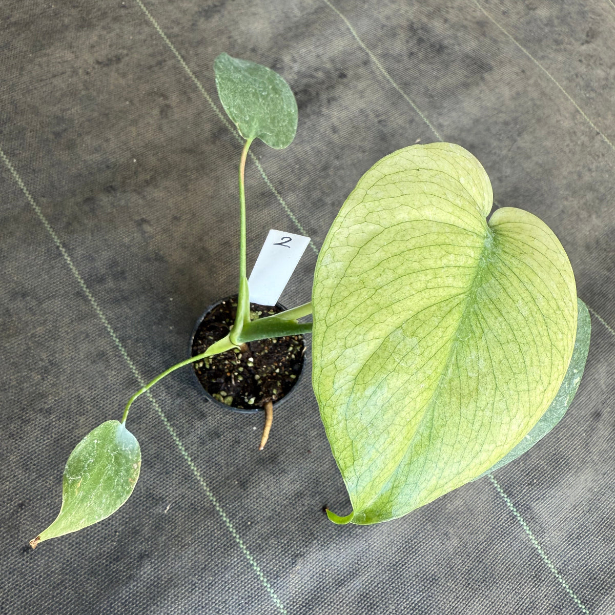 スペシャルセール【選抜】モンステラ　デリシオーサ 'ホワイトモンスター' 3.5号