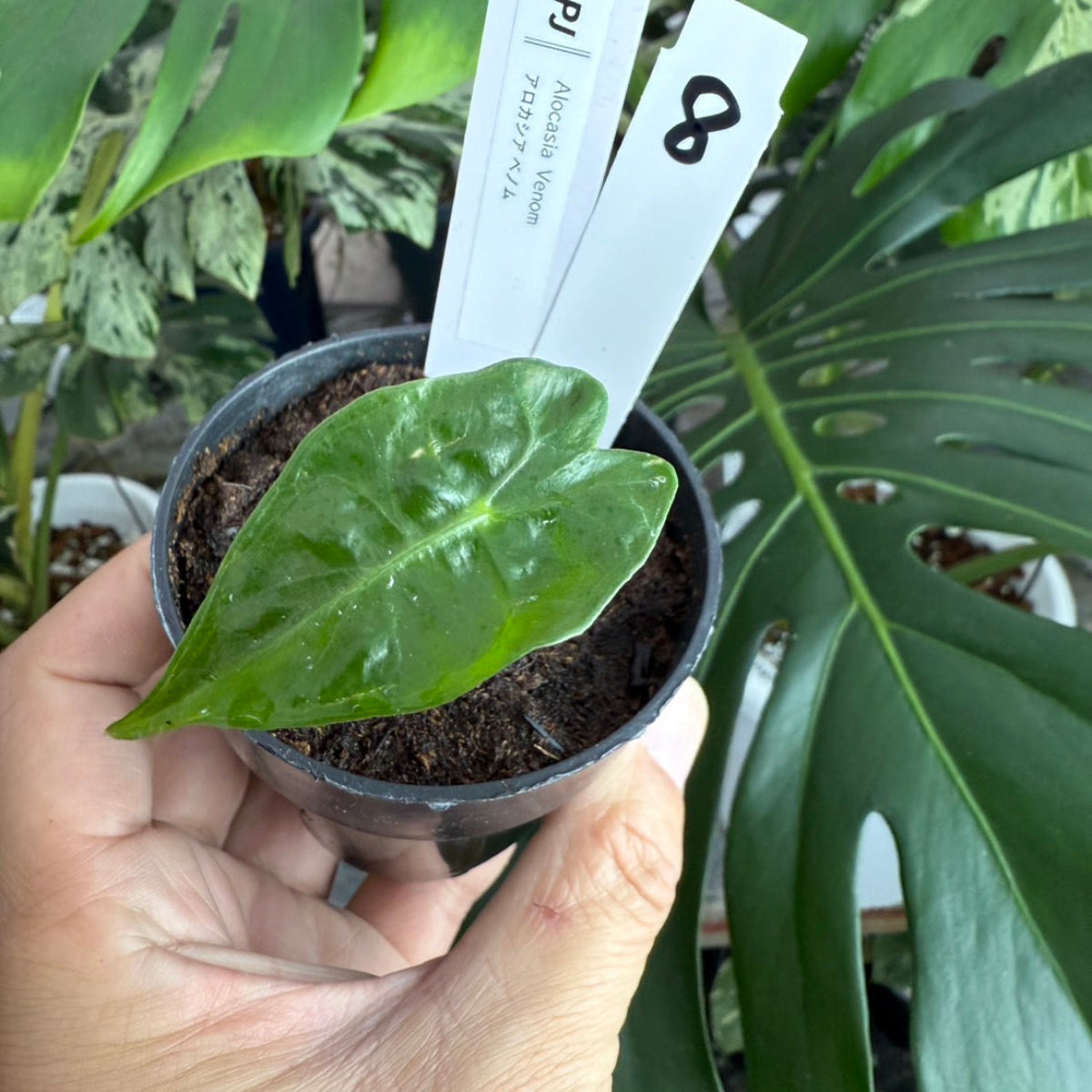 希少】アロカシア 'ベノム(ヴェノム)' 順化済み – RARE PLANTS JAPAN