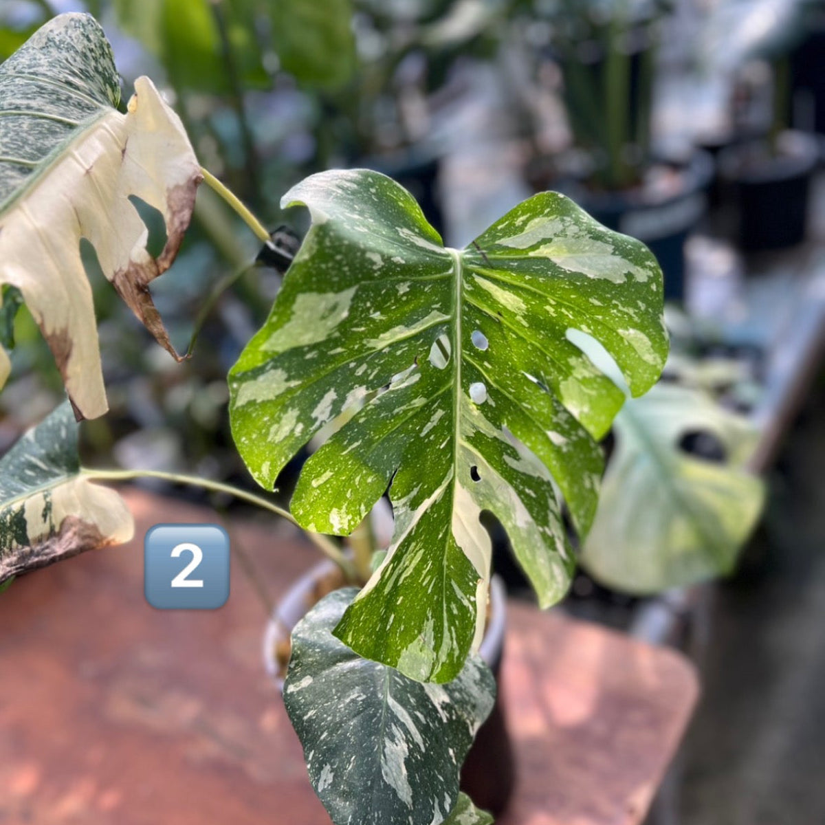 【希少】モンステラ・デリシオーサ　'タイコンステレーション【スターライト】'