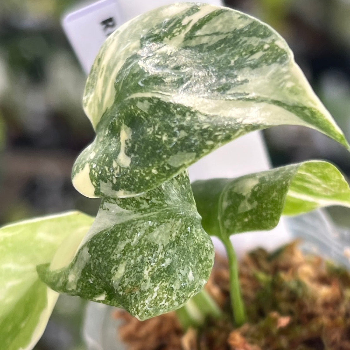 【シロウト園芸選抜株2号サイズ】モンステラ・デリシオーサ　'タイコンステレーション'