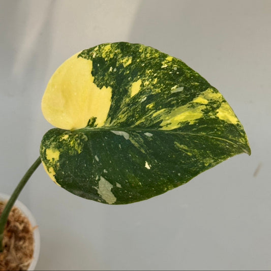 【タイナーセリー直売】モンステラ  デリシオーサ　'ミラクル'【送料着払い】【155】