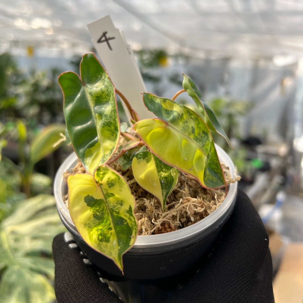 フィロデンドロン・ビレッティア 斑入り 3.5号サイズ