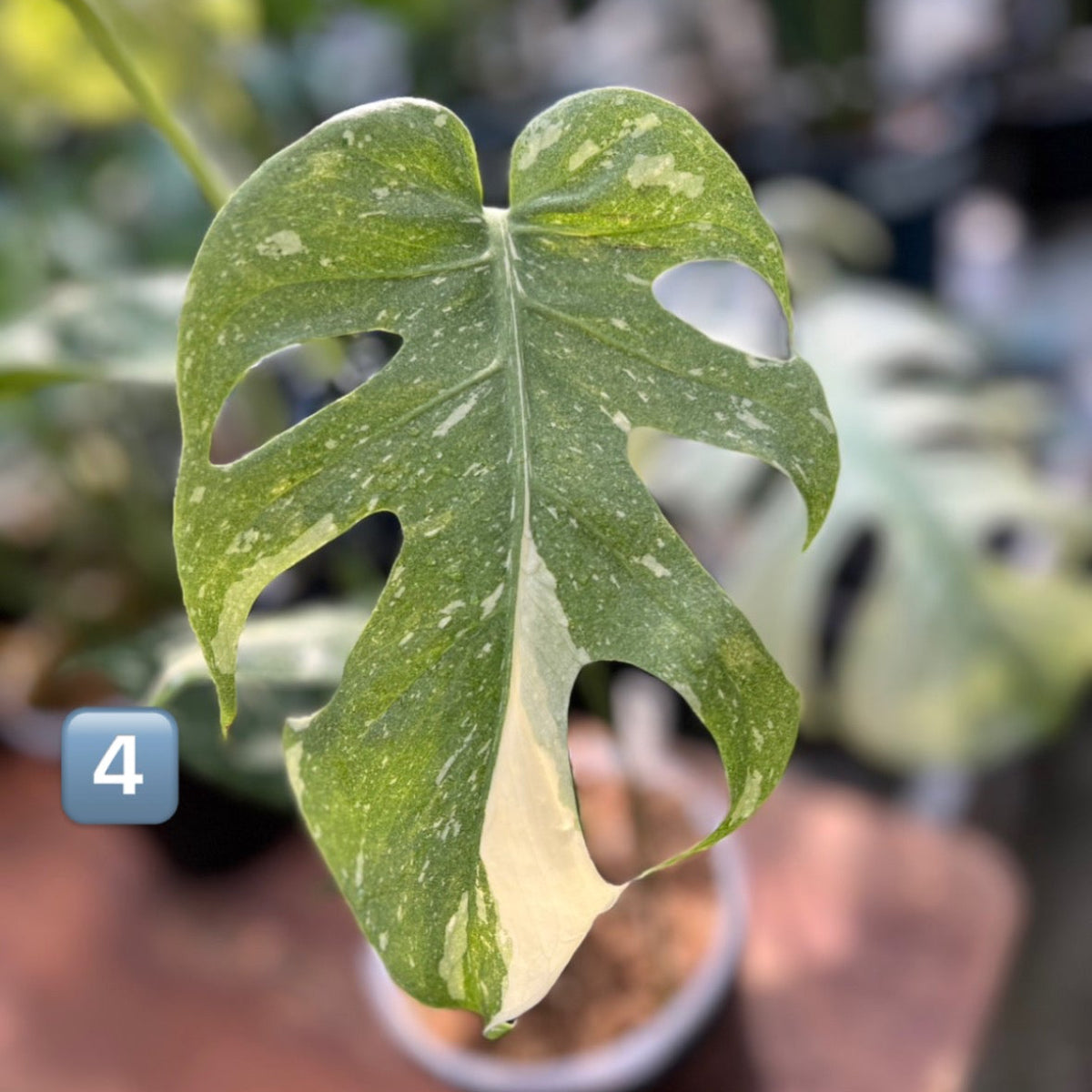 【希少】モンステラ・デリシオーサ　'タイコンステレーション【スターライト】'