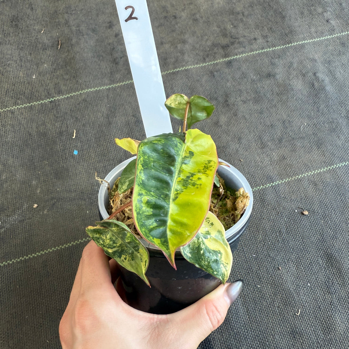 【再入荷】フィロデンドロン・ビレッティア 斑入り 3.5号サイズ