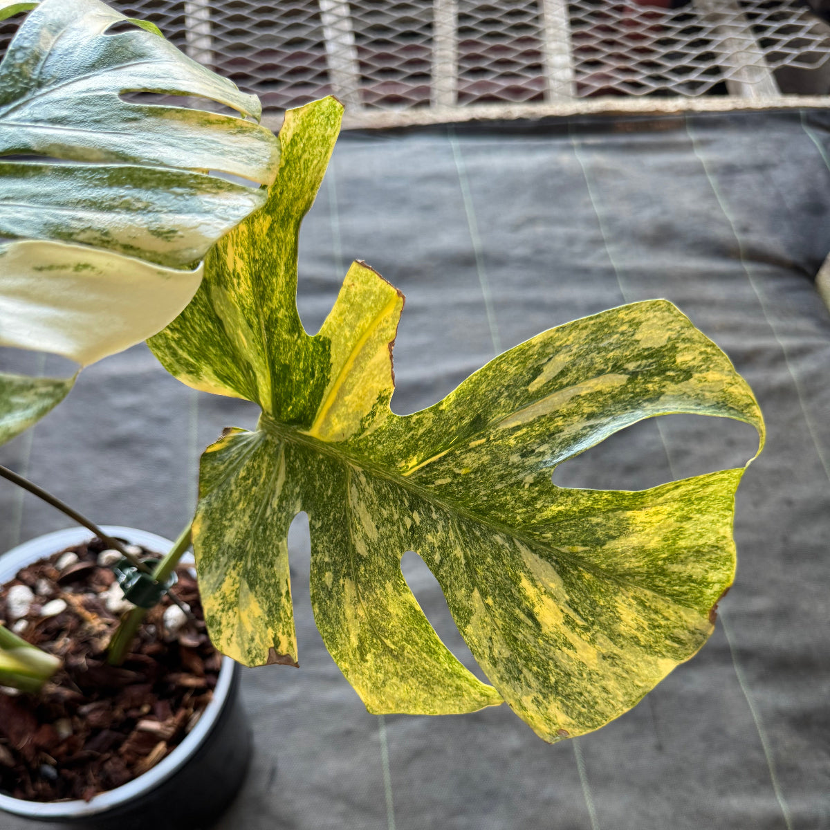 【希少】モンステラ デリシオーサ  'レガシー' カット苗　発根確認済