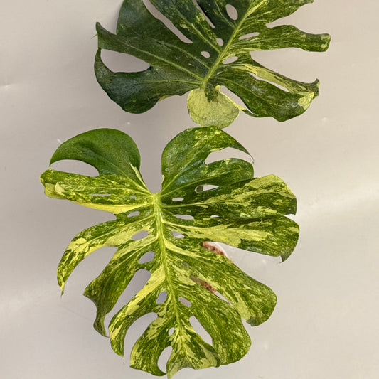 【タイナーセリー直売】モンステラ・デリシオーサ 'オーシャンミント'【送料着払い】【107】