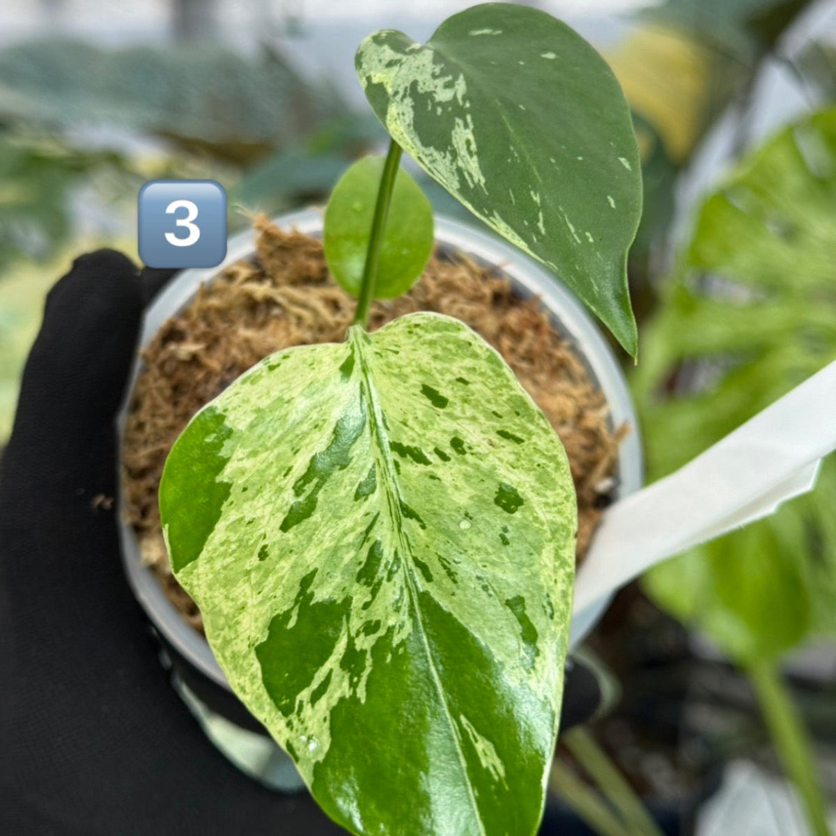 【希少/コレクション】モンステラ・デリシオーサ 'ベトシオーサ' TC苗順化済み