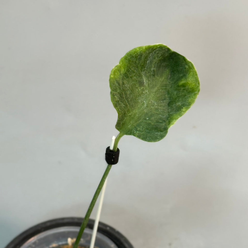 【予約販売8-136】モンステラ　デリシオーサ　'ゾンビ'