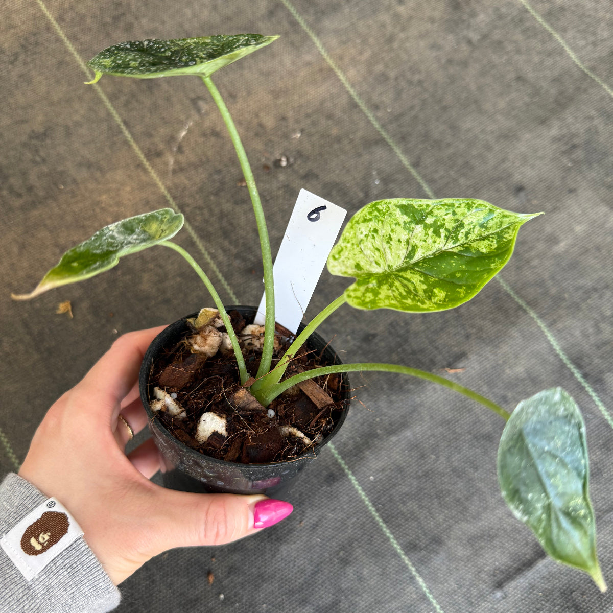 【シロウト園芸選抜】【希少】アロカシア 'ドラゴンスケール' ミント 3.5号　選択可能