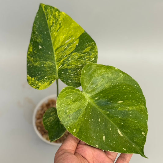 【タイナーセリー直売】モンステラ  デリシオーサ　'ミラクル'トップカット【送料着払い】【159】