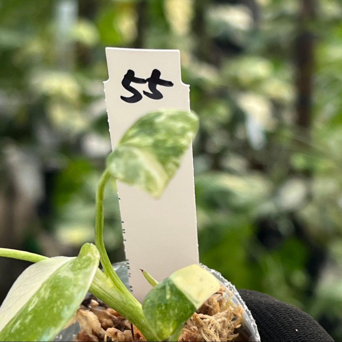 【シロウト園芸選抜株/2号サイズ】モンステラ・デリシオーサ　'タイコンステレーション'