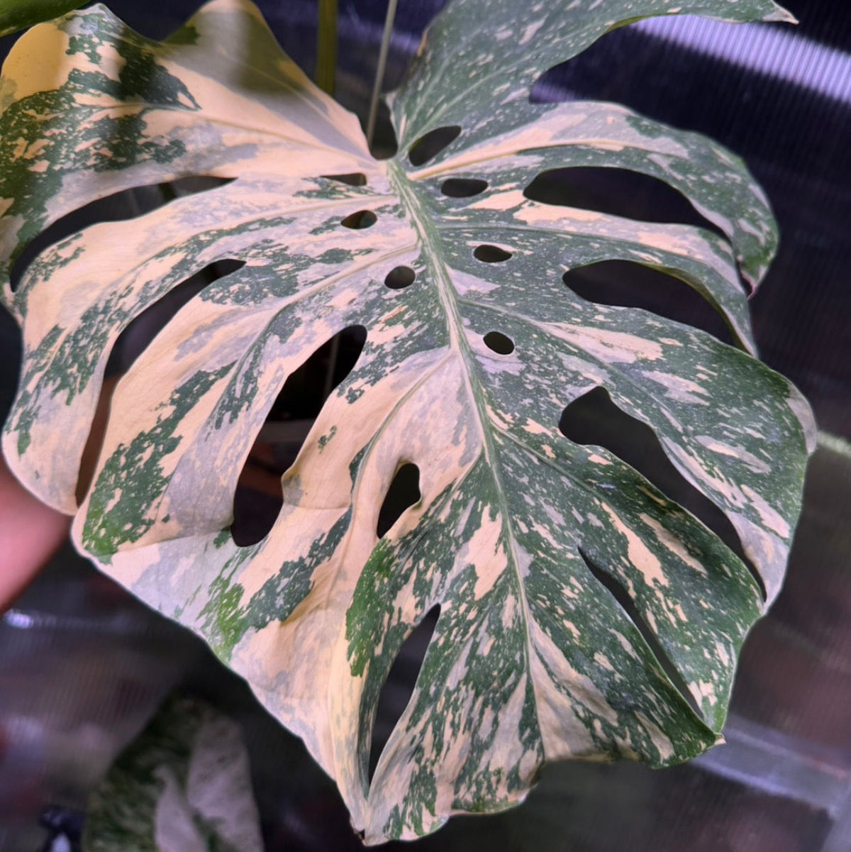 【Live販売】4番　モンステラ・デリシオーサ　'イエロースター'