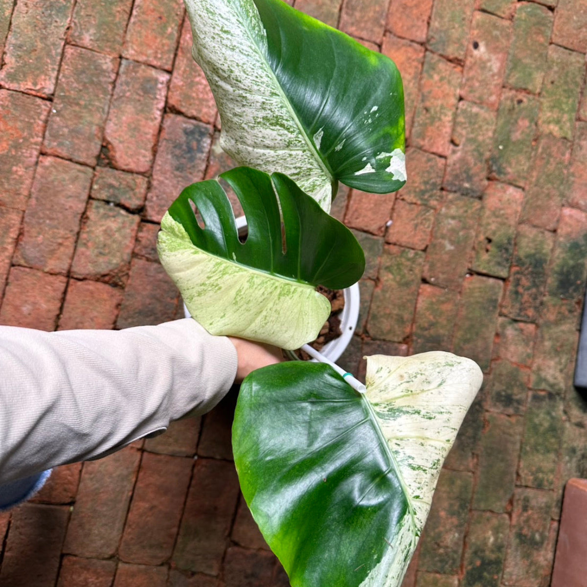 【Live販売】 76番　モンステラ・デリシオーサ 'ホワイトティア'